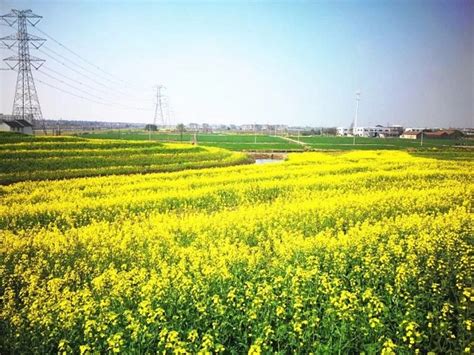 太倉哪個地方賣花 以及 花朵與城市情感的紐帶